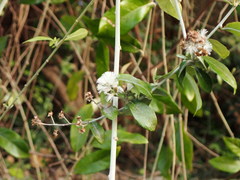 Tarlmounia elliptica