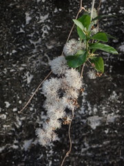 Tarlmounia elliptica