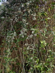 Tarlmounia elliptica