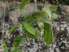 Tarlmounia elliptica