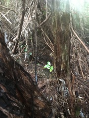 Hedycarya arborea