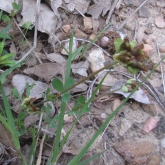 Trifolium bejariense