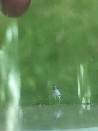 Woolly Aphids and Gall-making Aphids