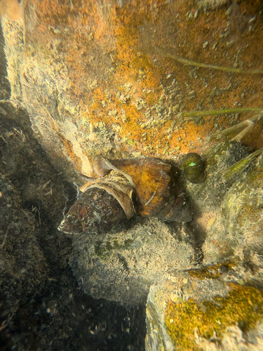 Spiny Riversnail