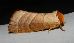 Datana integerrima