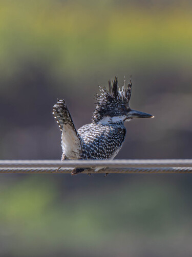 Crested Kingfisher