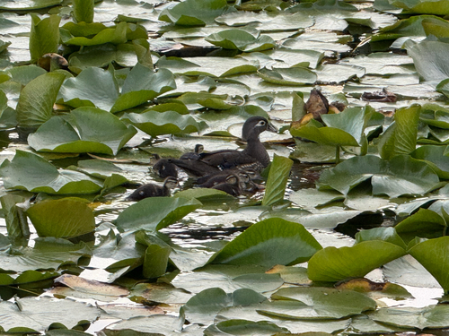 Wood Duck