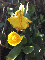 Dendromecon harfordii