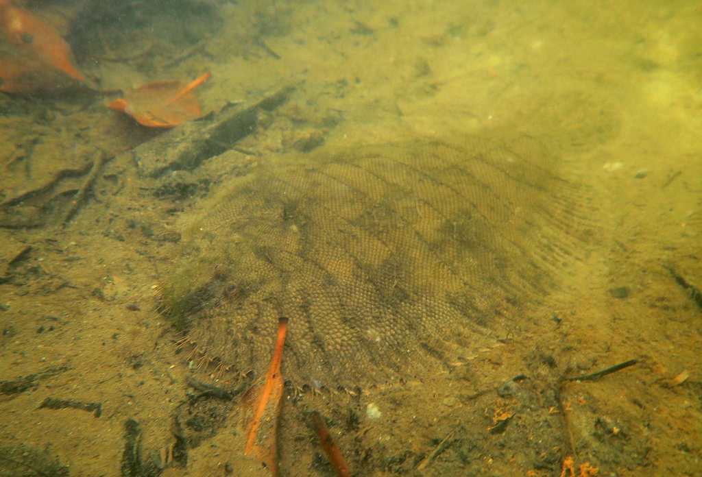 Drab Sole