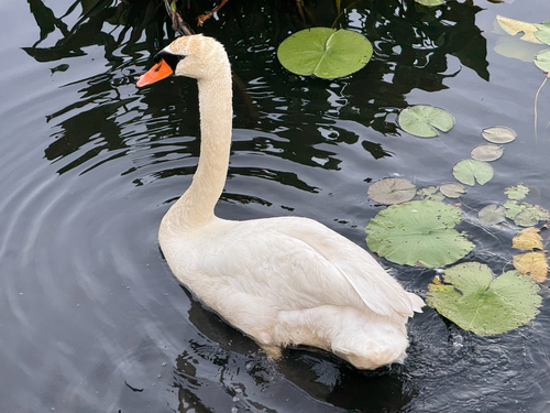 Mute Swan