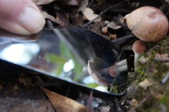 Pholiota highlandensis