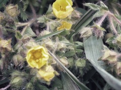 Potentilla