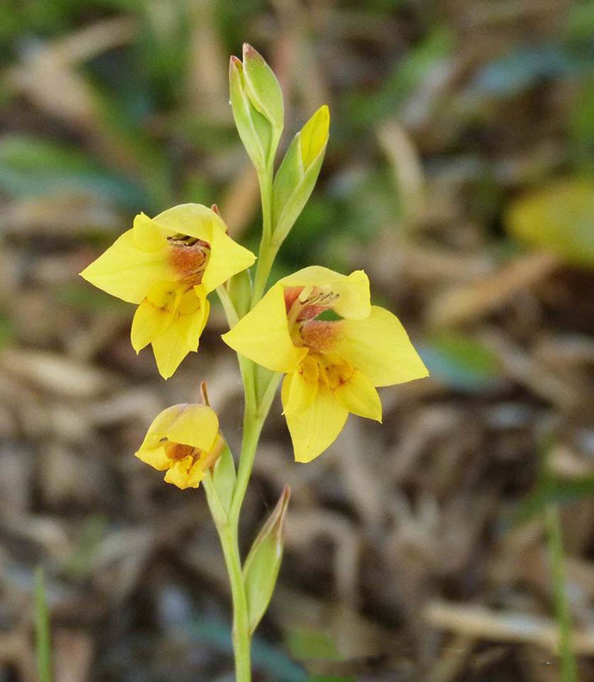 Yellow gladiolus