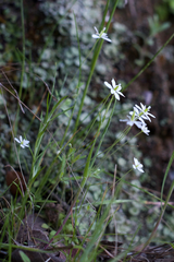 Meconella denticulata