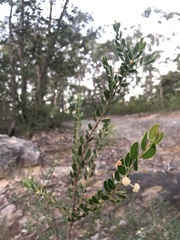 Acacia hispidula