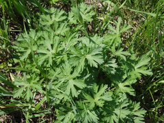 Geranium collinum
