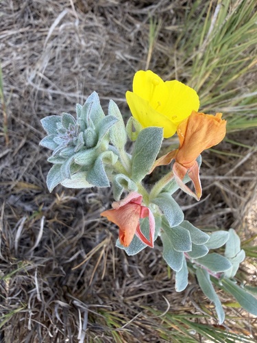 iNaturalist observation photo of Suncups
