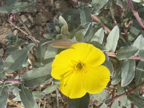 iNaturalist observation photo of Suncups