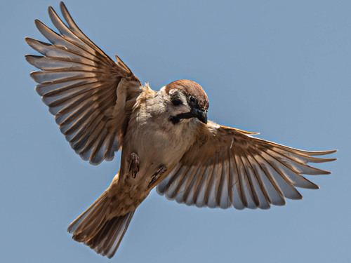 Eurasian Tree Sparrow