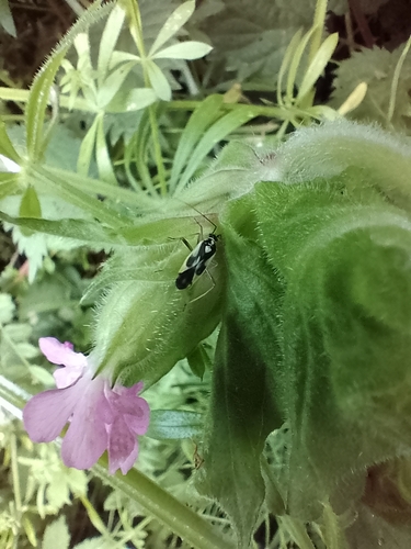 Grypocoris