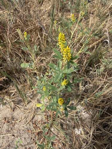 iNaturalist observation photo of small melilot