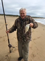 Amphistichus argenteus