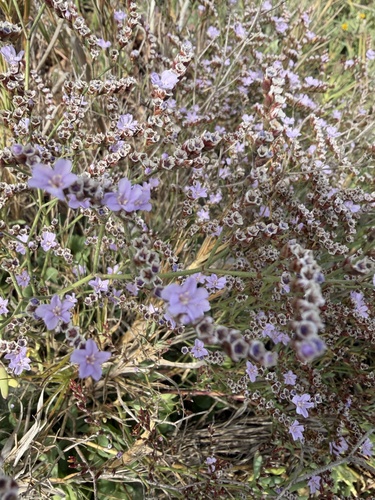 iNaturalist observation photo of European sea lavender