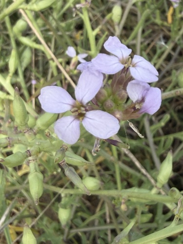 iNaturalist observation photo of Searockets