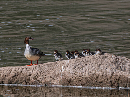 Common Merganser