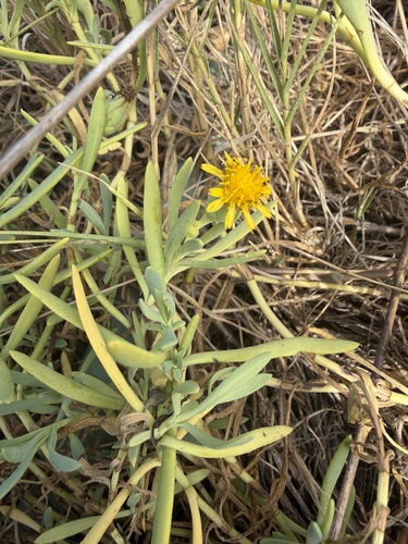 iNaturalist observation photo of Marsh Jaumea