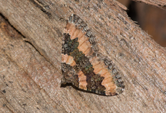 Xanthorhoe vacuaria