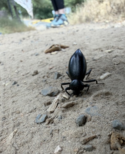 iNaturalist observation photo of Desert Stink Beetles