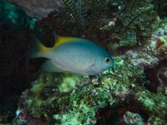 Pomacentrus lepidogenys