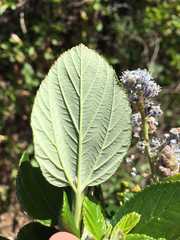 Ceanothus arboreus