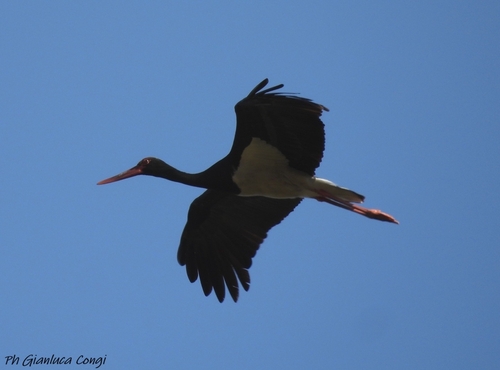 Black Stork