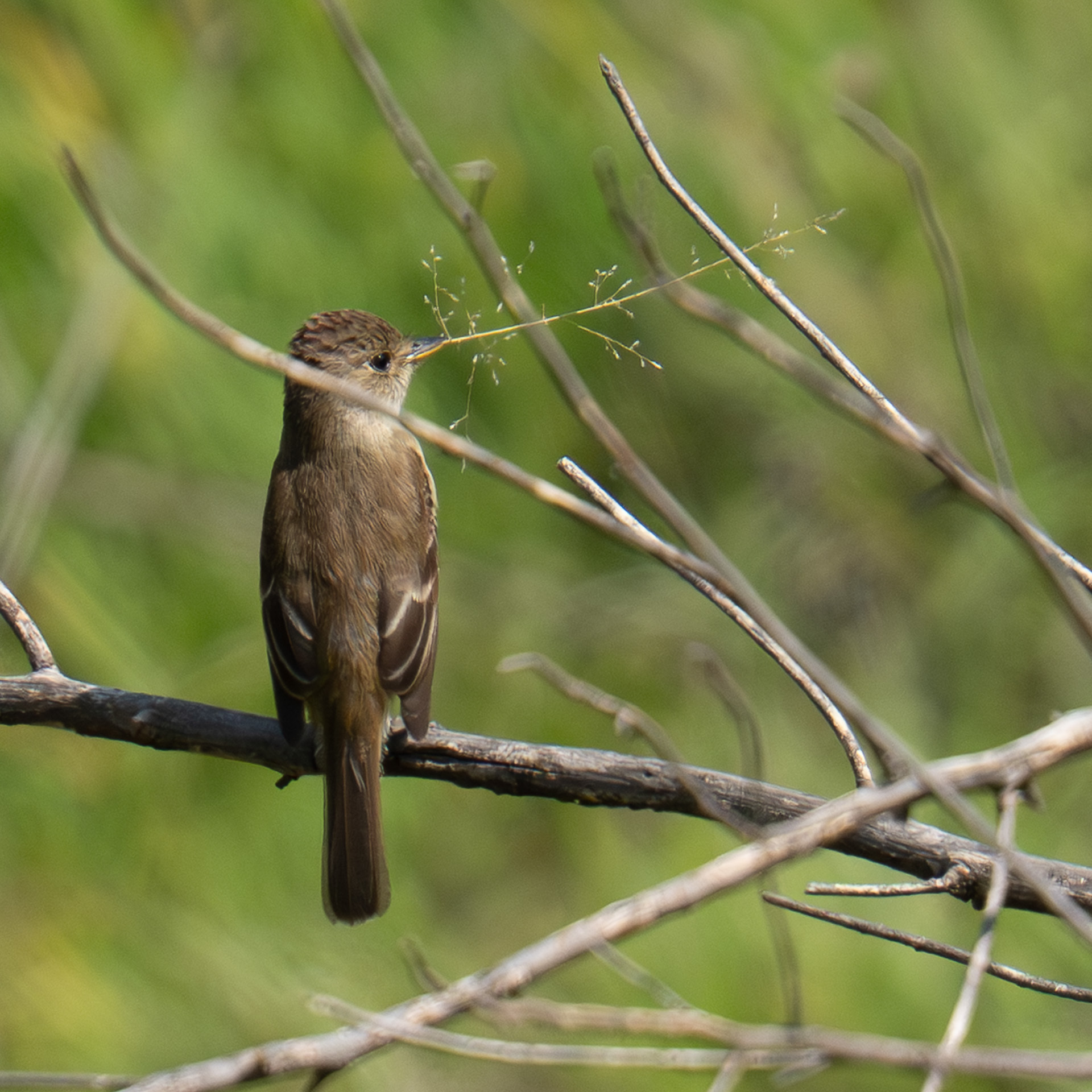 White-throated Flycatcher (Empidonax albigularis), photo 4