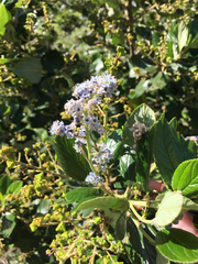 Ceanothus arboreus