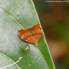 Choreutis achyrodes