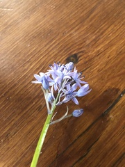 Hyacinthoides italica