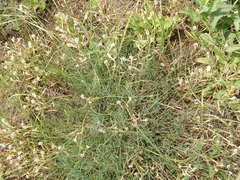 Astragalus ucrainicus