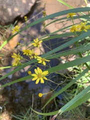 Senecio inornatus