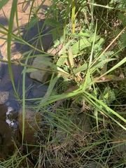Senecio inornatus