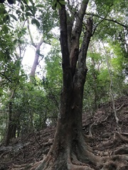 Adenanthera