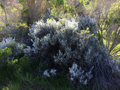 Castilleja hololeuca