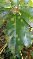 Cephaleuros lagerheimii