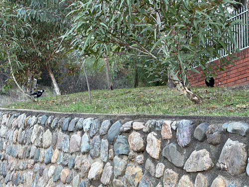 Australian Magpie