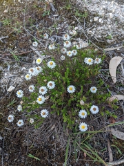 Helichrysum calvertianum