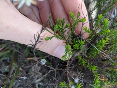 Helichrysum calvertianum