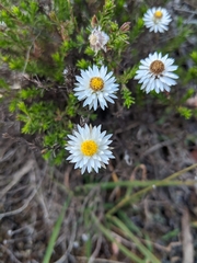 Helichrysum calvertianum