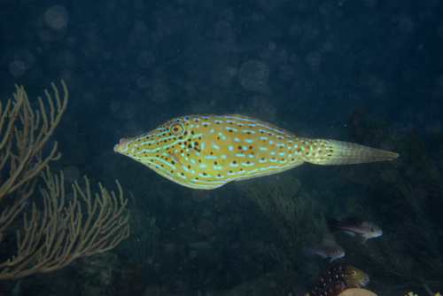 Scrawled Filefish